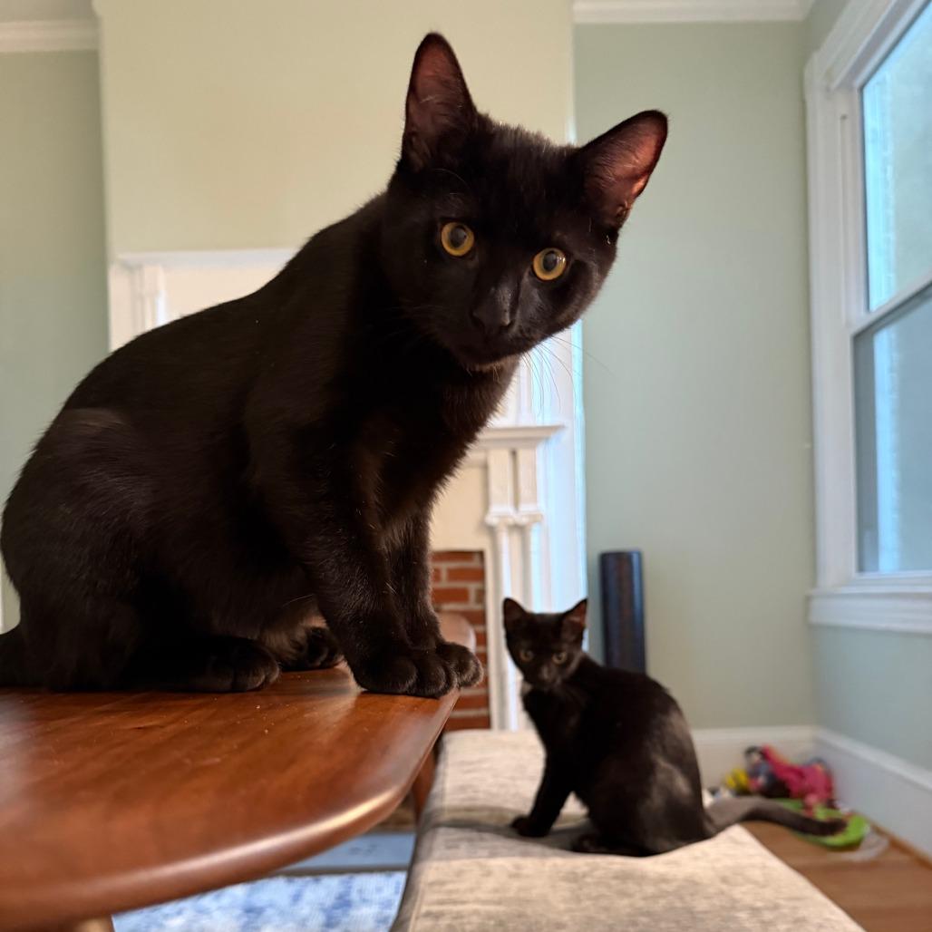 Nova, Adoptable, Kitten Female Domestic Short Hair.