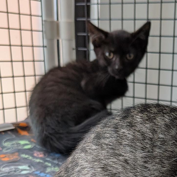 Enlarge Nova, a Adoptable Domestic Short Hair in Fairfax, VA image 2/2