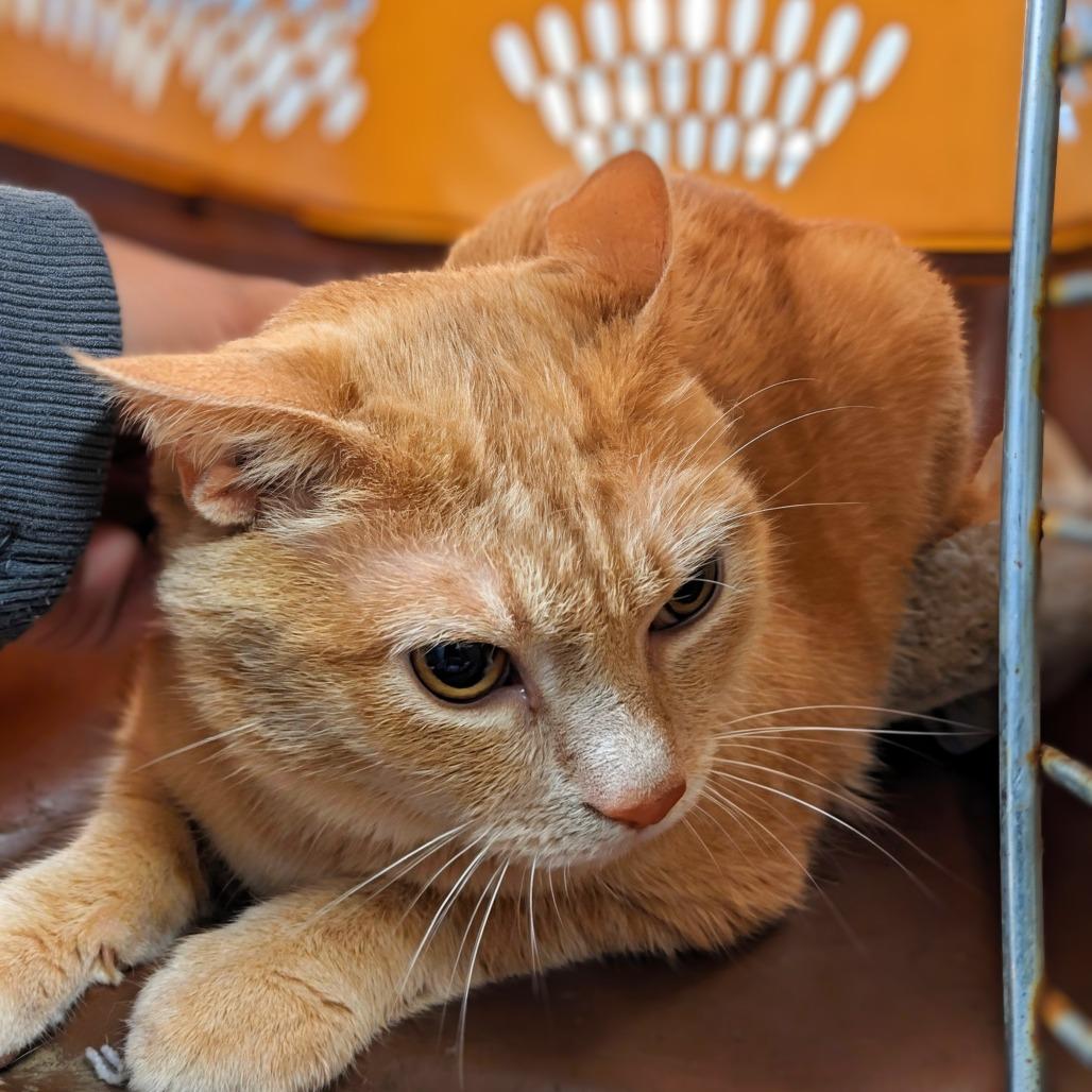 Enlarge Jake, a Adoptable Domestic Short Hair in Garfield, AR image 1/1