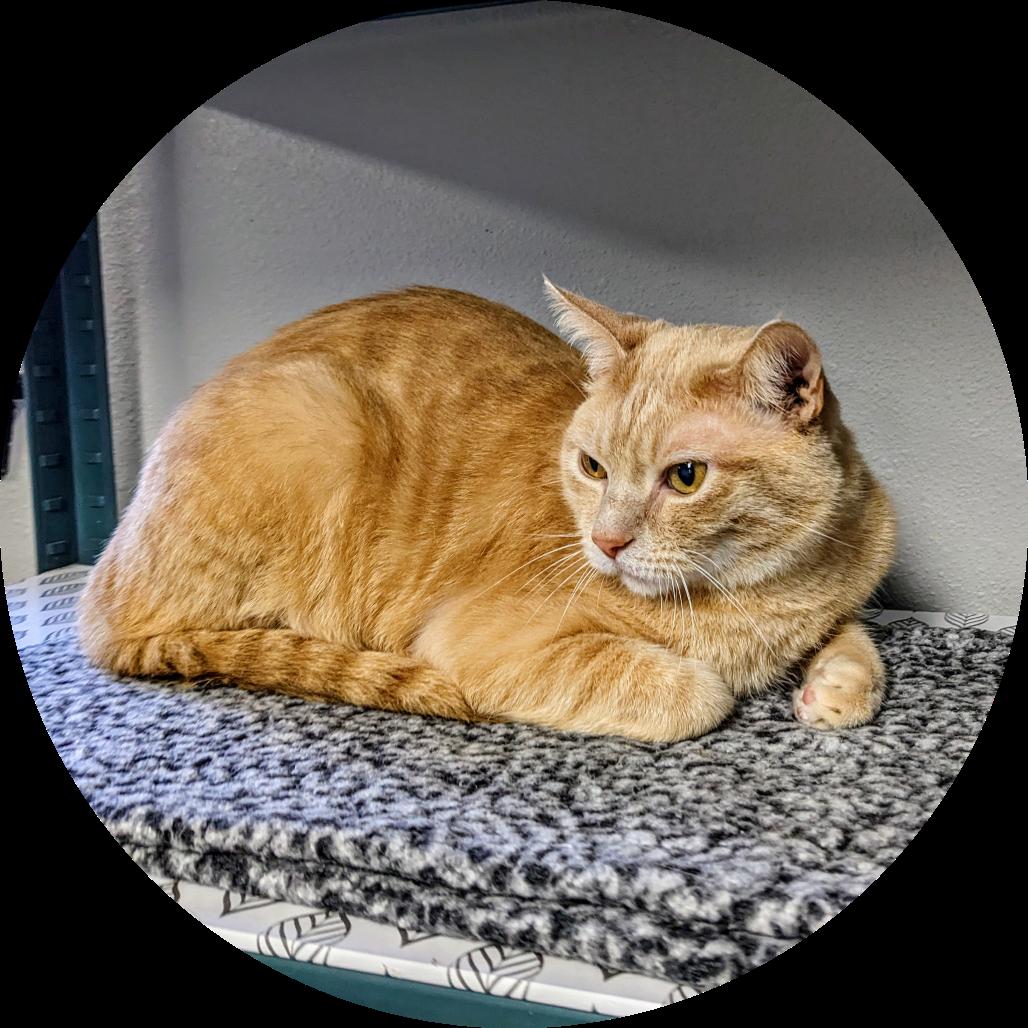 Enlarge Jake, a Adoptable Domestic Short Hair in Garfield, AR image 2/2