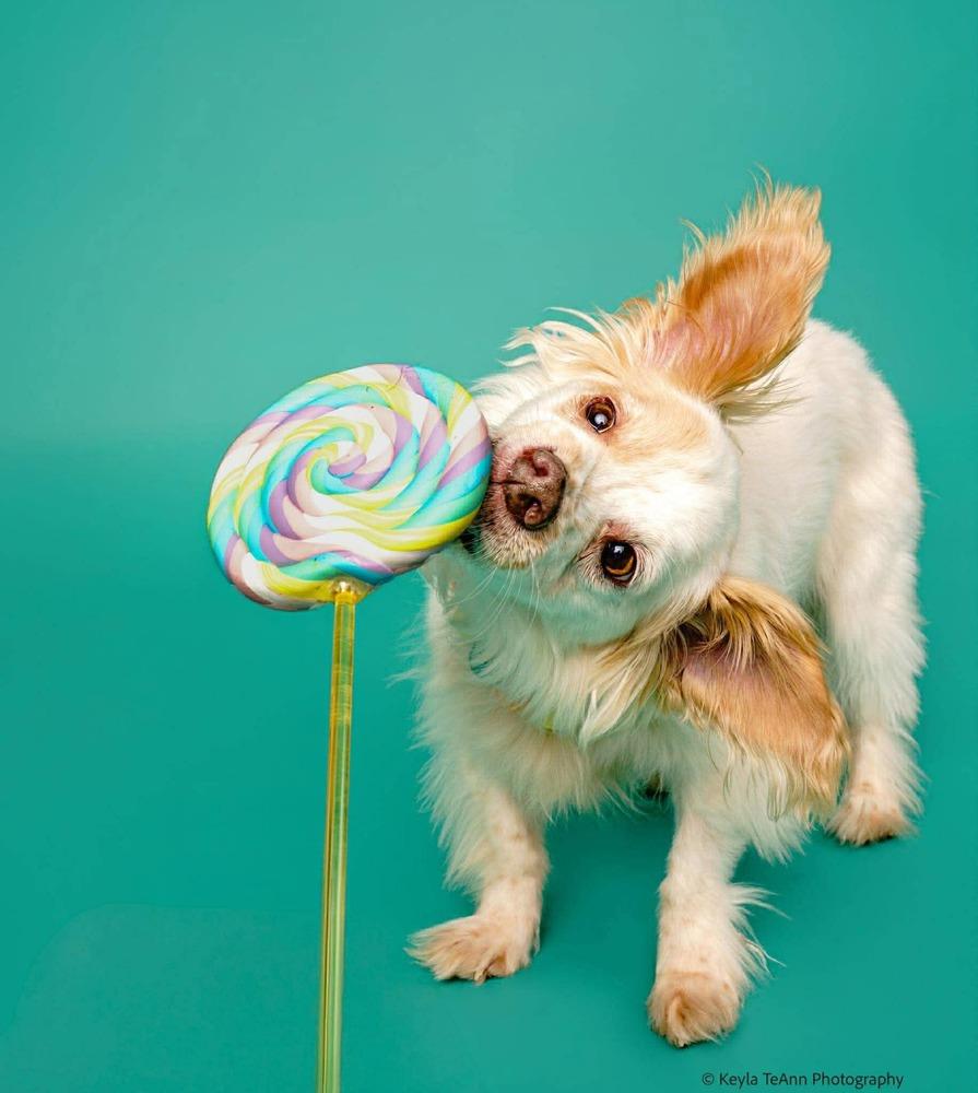 Cowboy, Adoptable, Senior Male Spaniel.