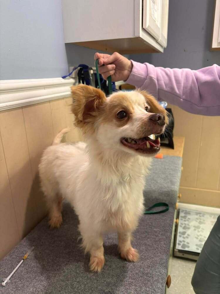 Cowboy, a Adoptable mixed breed in Statesboro, GA image 1/2