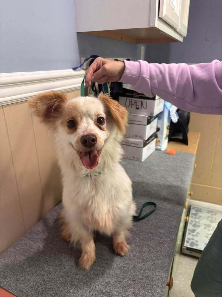 Cowboy, a Adoptable mixed breed in Statesboro, GA image 2/2