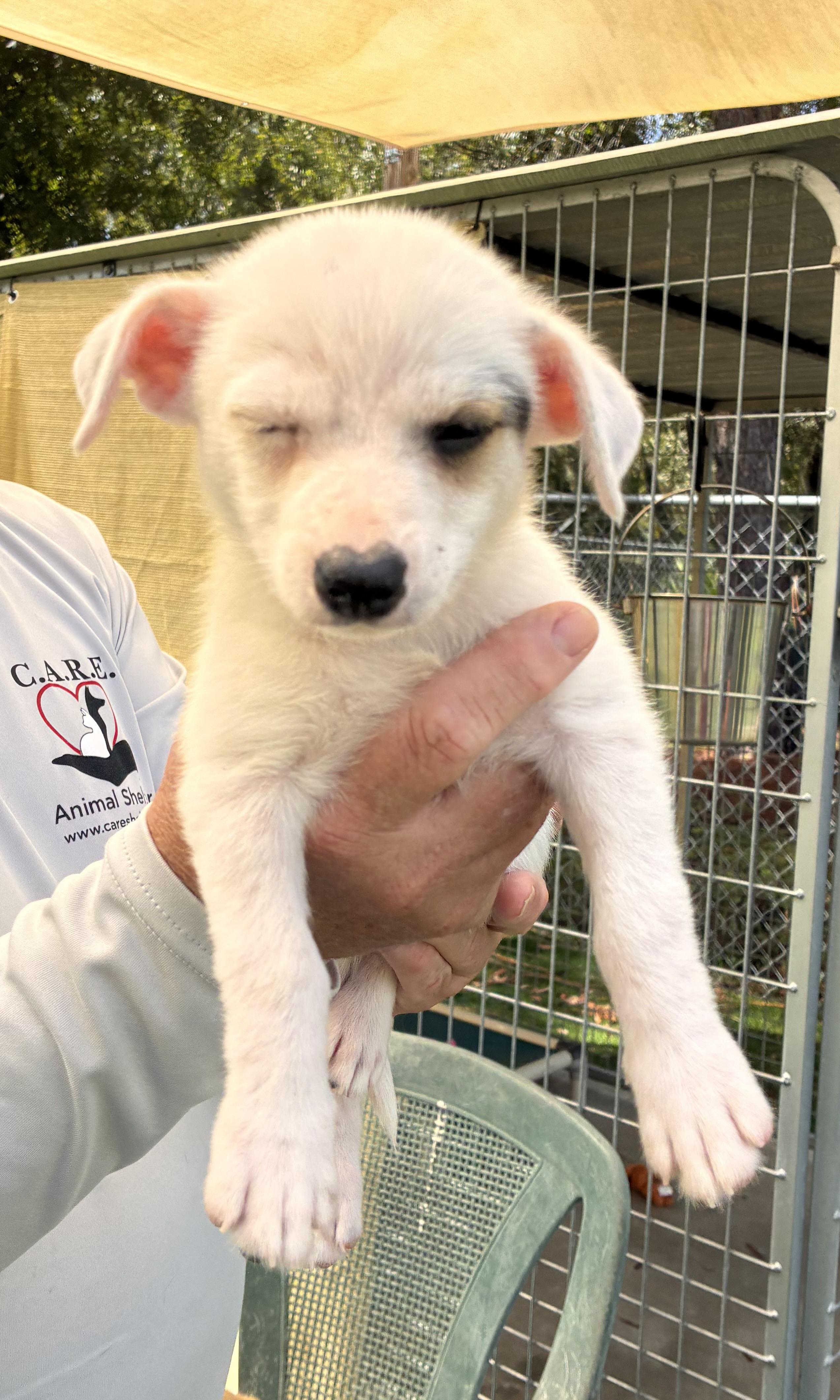 Dot, Adoptable, Puppy Female Mixed Breed.