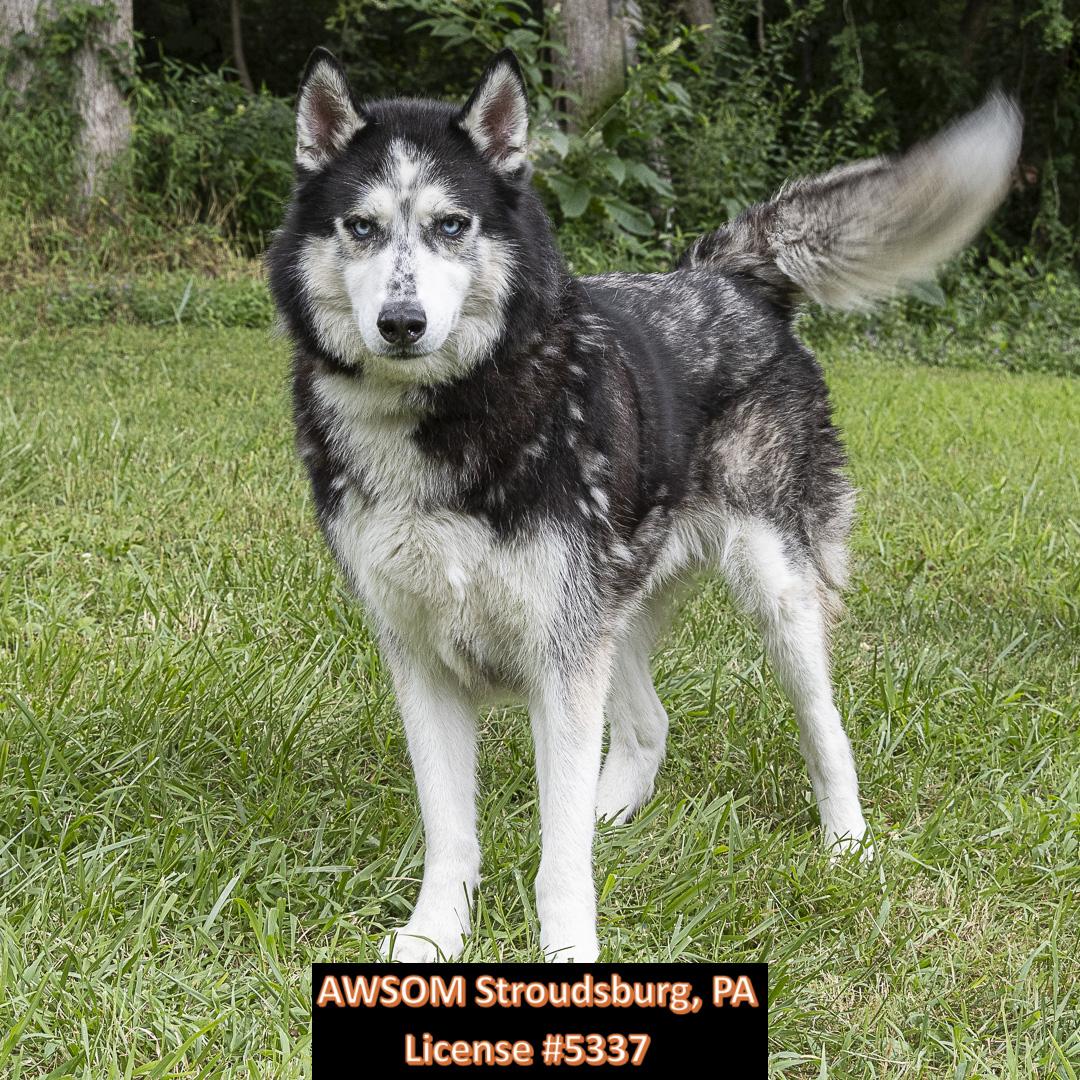 Opie, a Adoptable mixed breed in Stroudsburg, PA image 1/3