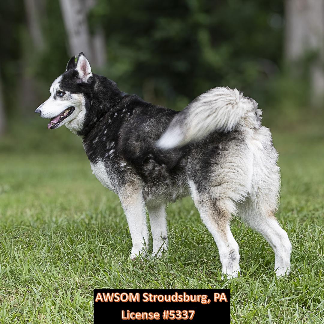 Opie, a Adoptable mixed breed in Stroudsburg, PA image 3/3