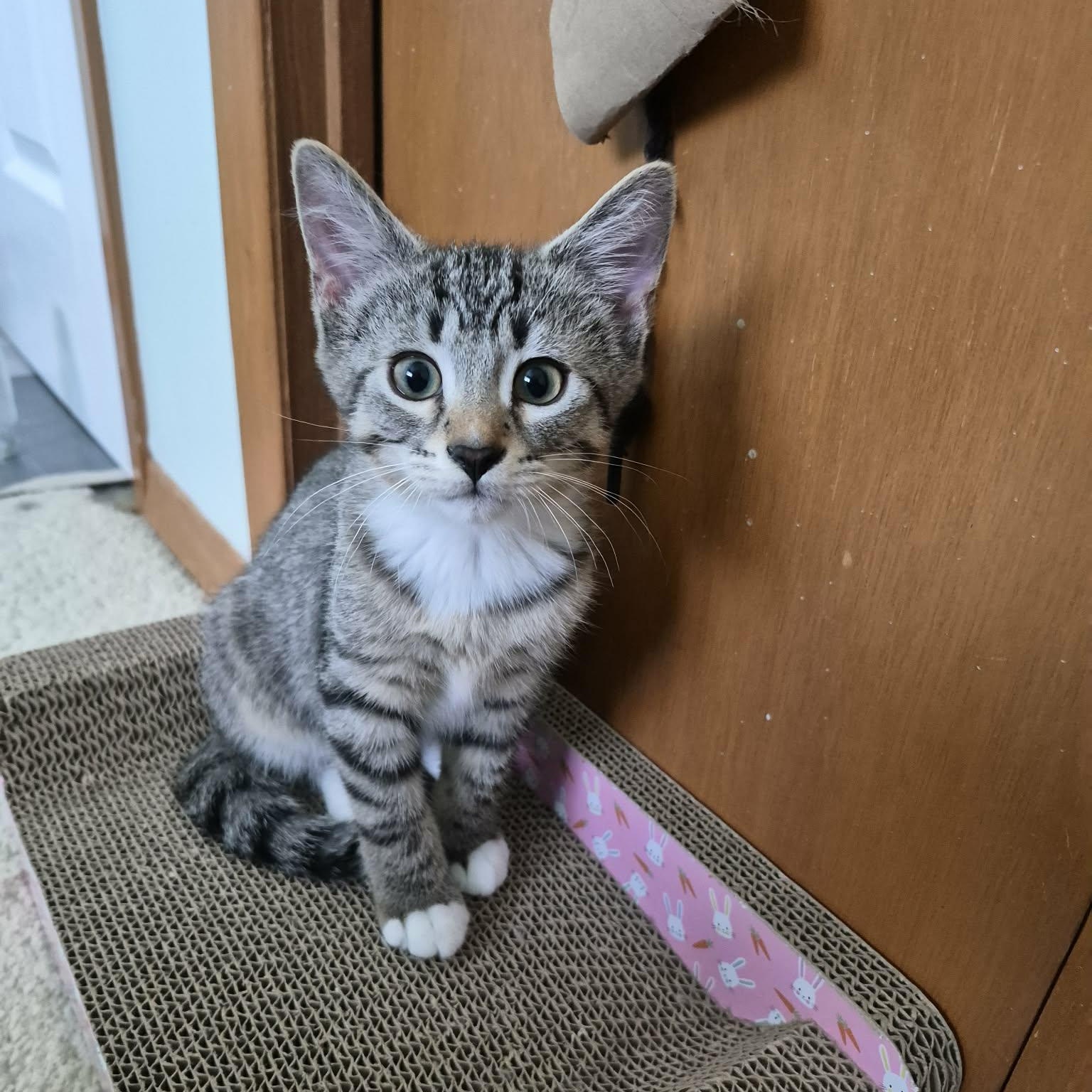 FARIN, an adopted Tabby in Delhi, ON image 2/6