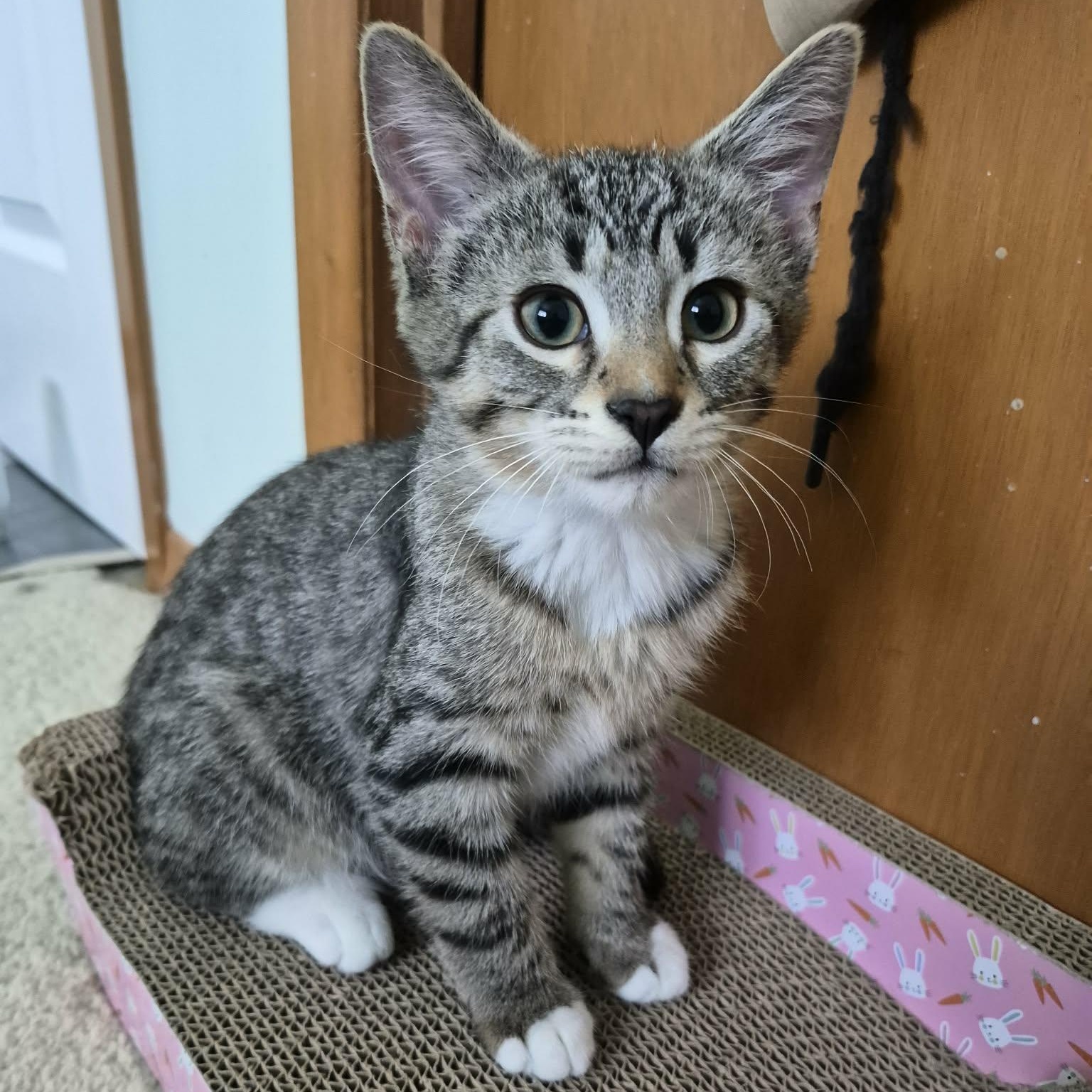 FARIN, adopted, Kitten Male Tabby.