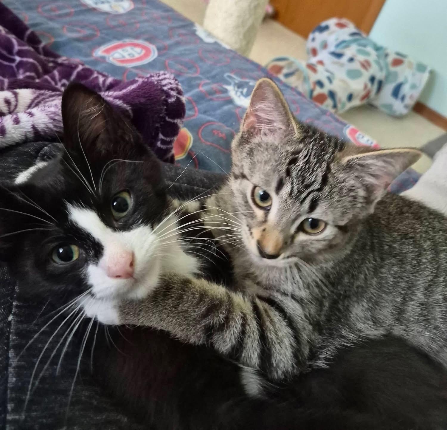 FARIN, an adopted Tabby in Delhi, ON image 6/6