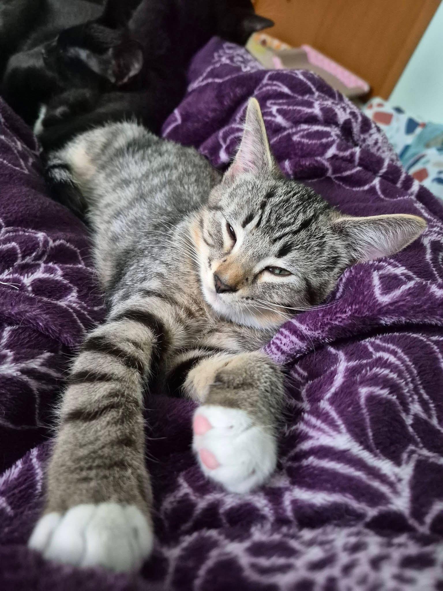 FARIN, an adopted Tabby in Delhi, ON image 4/6