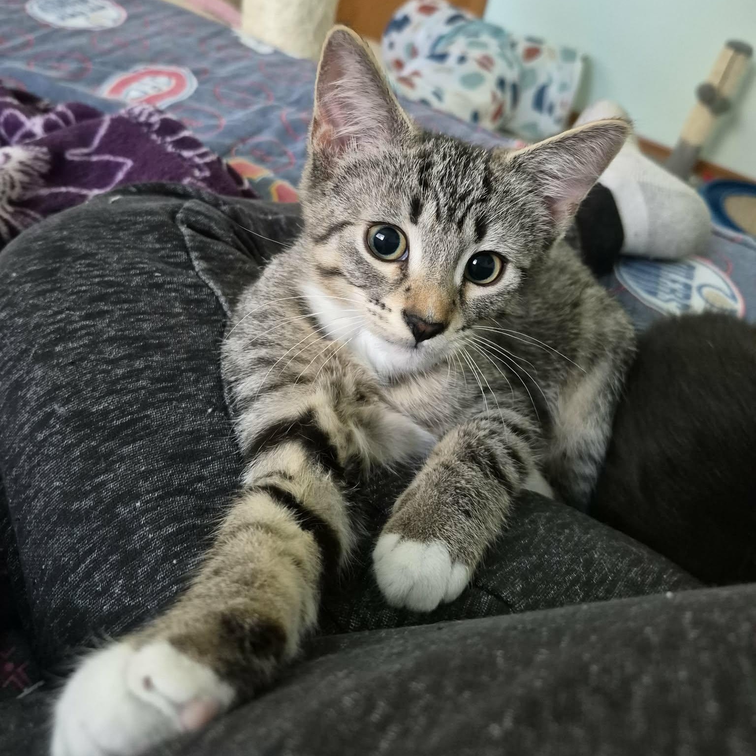 FARIN, an adopted Tabby in Delhi, ON image 3/6