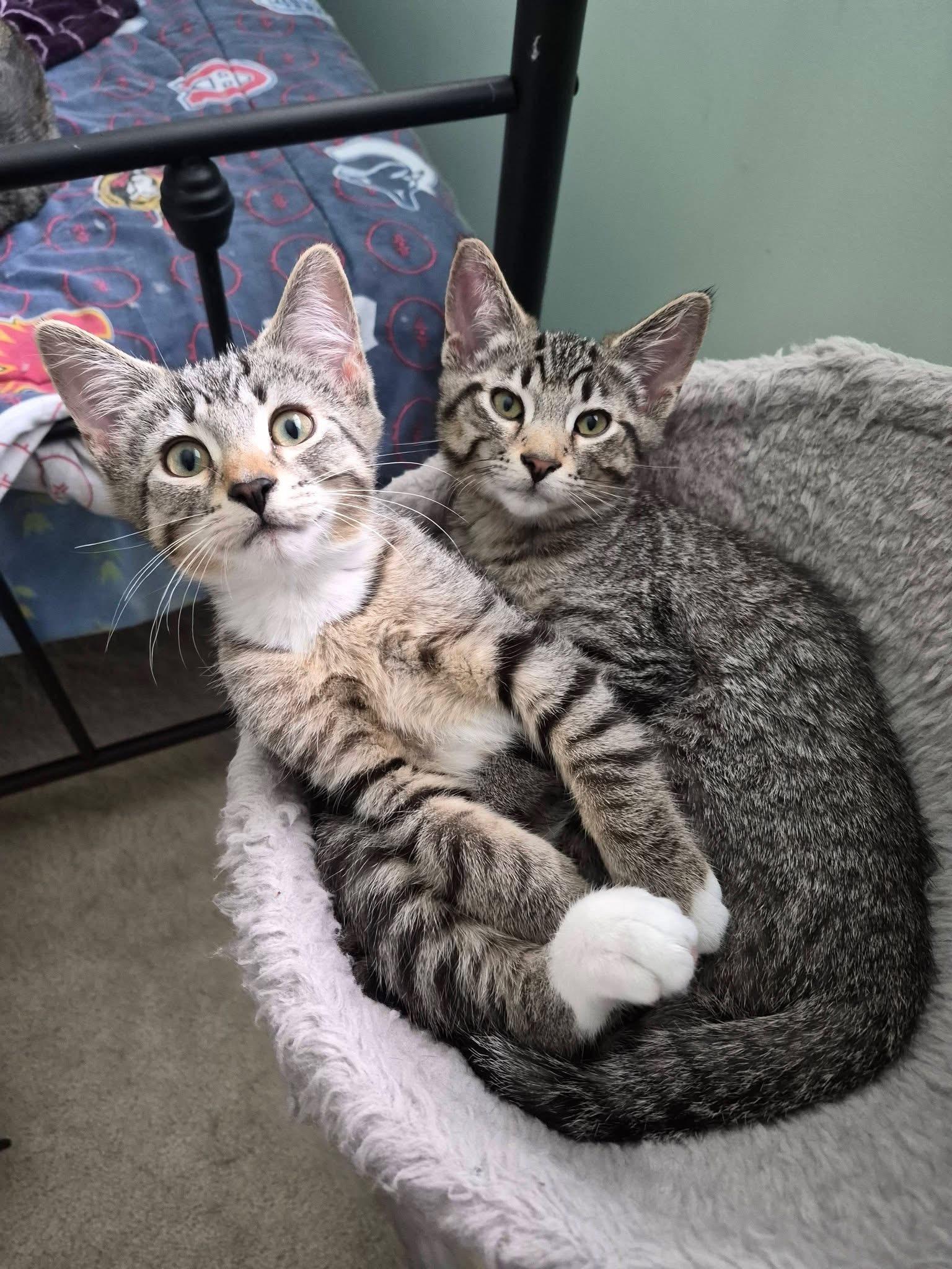 FARIN, an adopted Tabby in Delhi, ON image 5/6