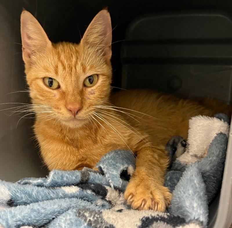 Cali, Adoptable, Adult Female American Shorthair.
