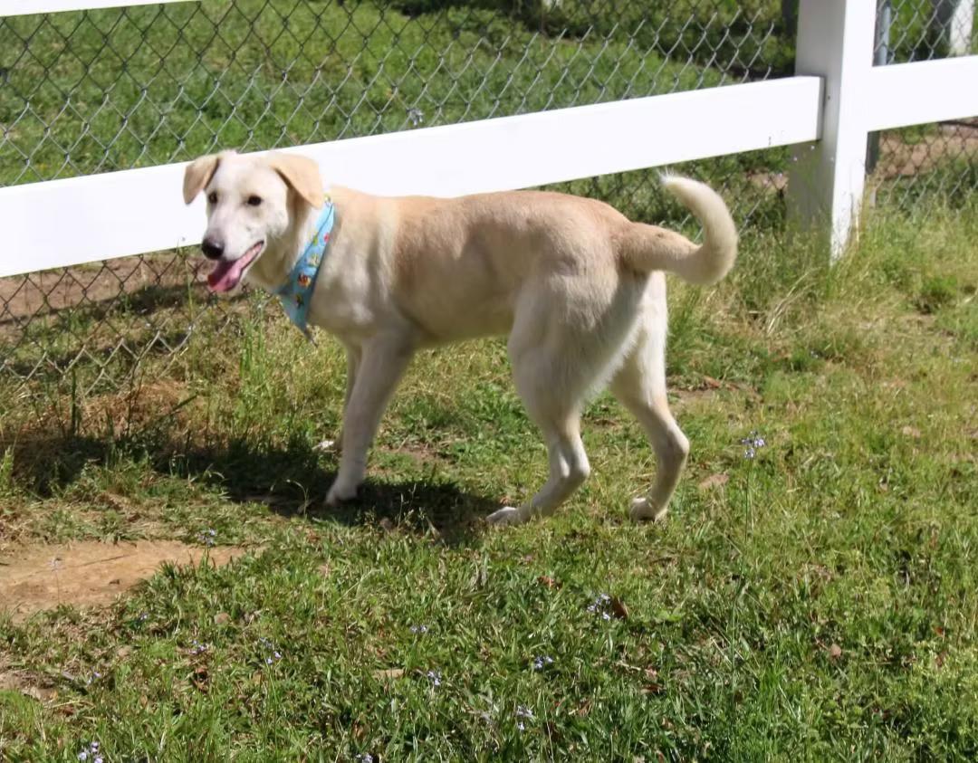 Falkor - in Maine, a Adoptable mixed breed in Kennebunkport, ME image 3/4