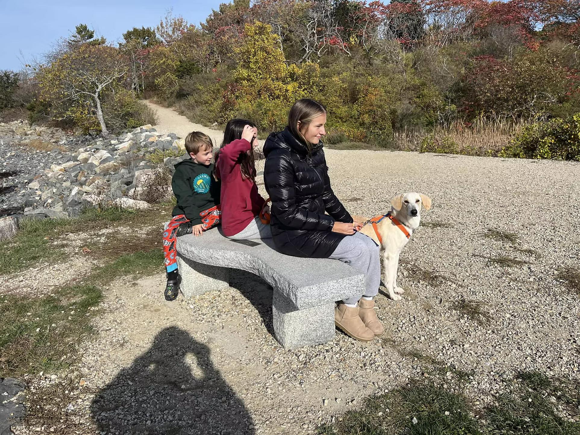 Falkor - in Maine, a Adoptable mixed breed in Kennebunkport, ME image 4/4