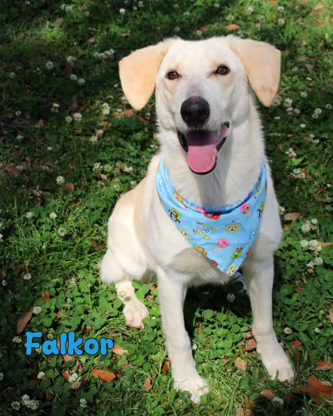 Falkor - in Maine, Adoptable, Young Male Labrador Retriever & Australian Shepherd.