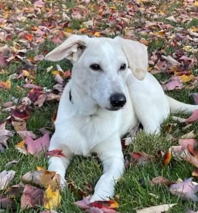 Falkor - in Maine, a Adoptable mixed breed in Kennebunkport, ME image 2/4