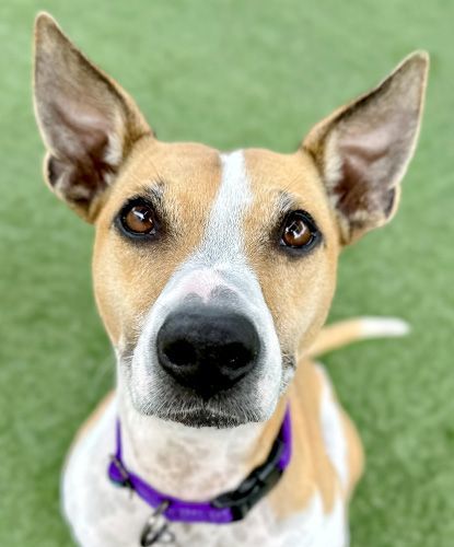 Mila, Young Female Terrier