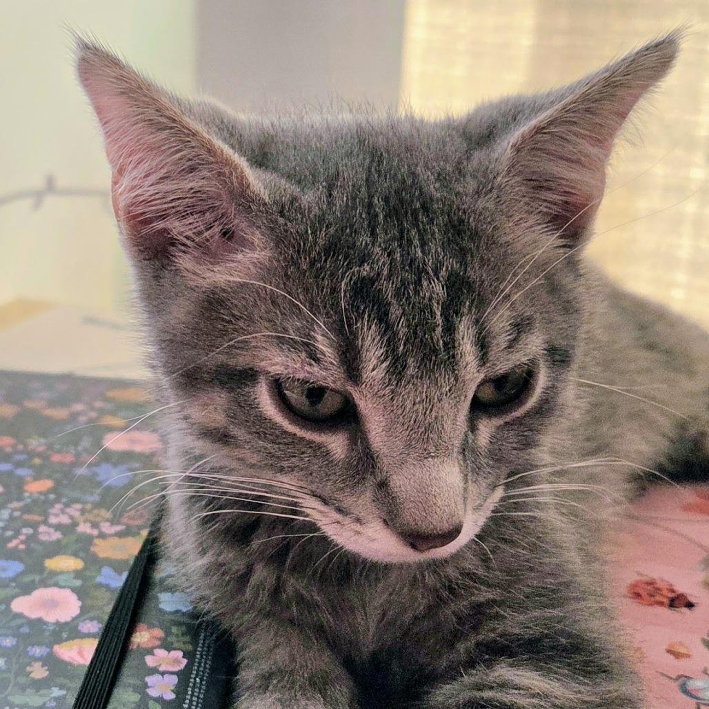 Oaxaca, a Adoptable Domestic Short Hair in Laramie, WY image 1/6