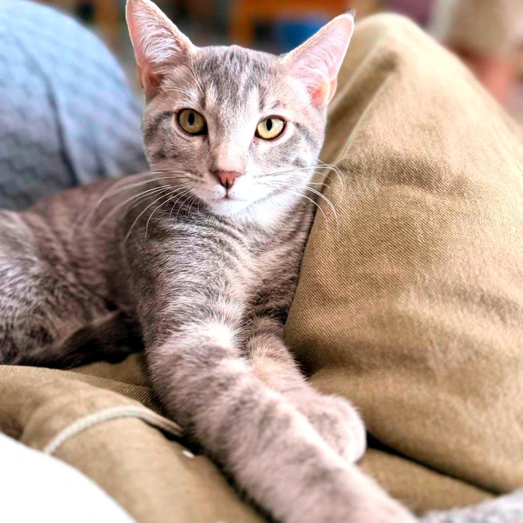 Oaxaca, a Adoptable Domestic Short Hair in Laramie, WY image 2/6