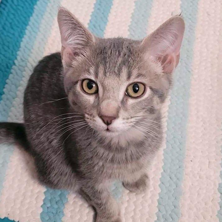 Oaxaca, a Adoptable Domestic Short Hair in Laramie, WY image 3/6