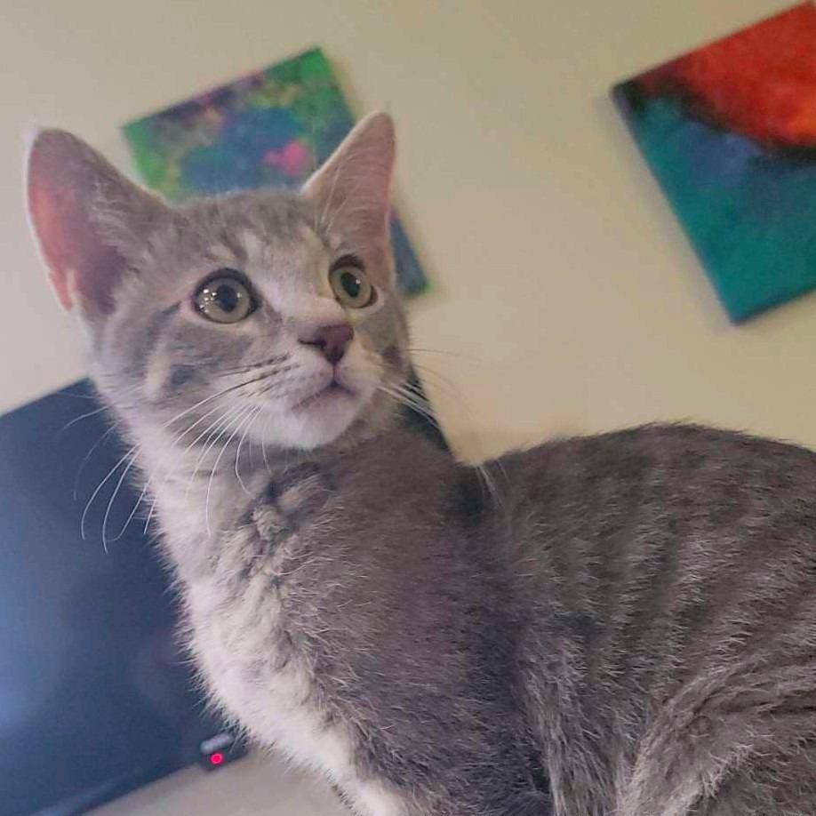 Oaxaca, a Adoptable Domestic Short Hair in Laramie, WY image 4/6