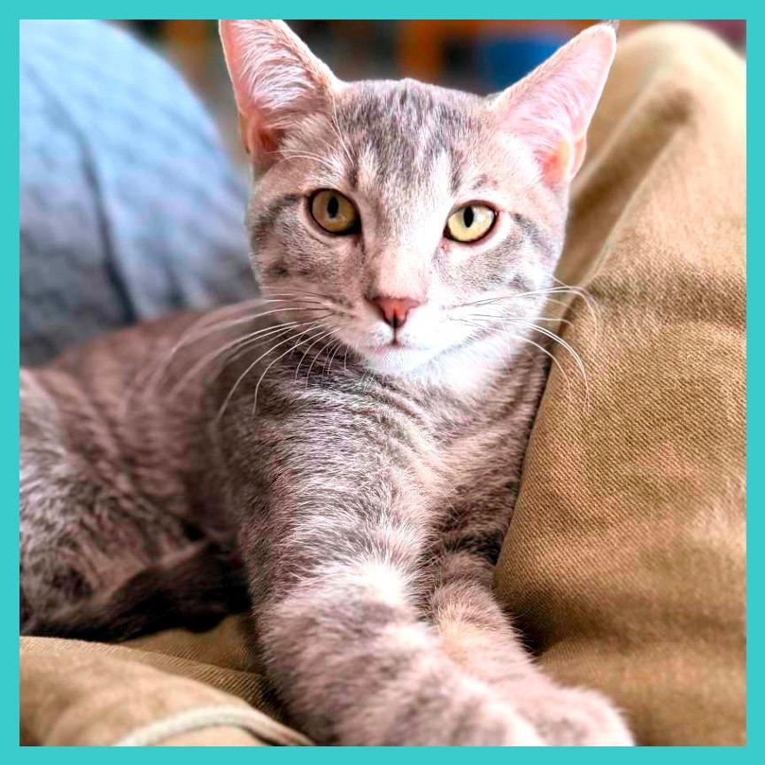 Enlarge Oaxaca, a Adoptable Domestic Short Hair in Laramie, WY image 4/6