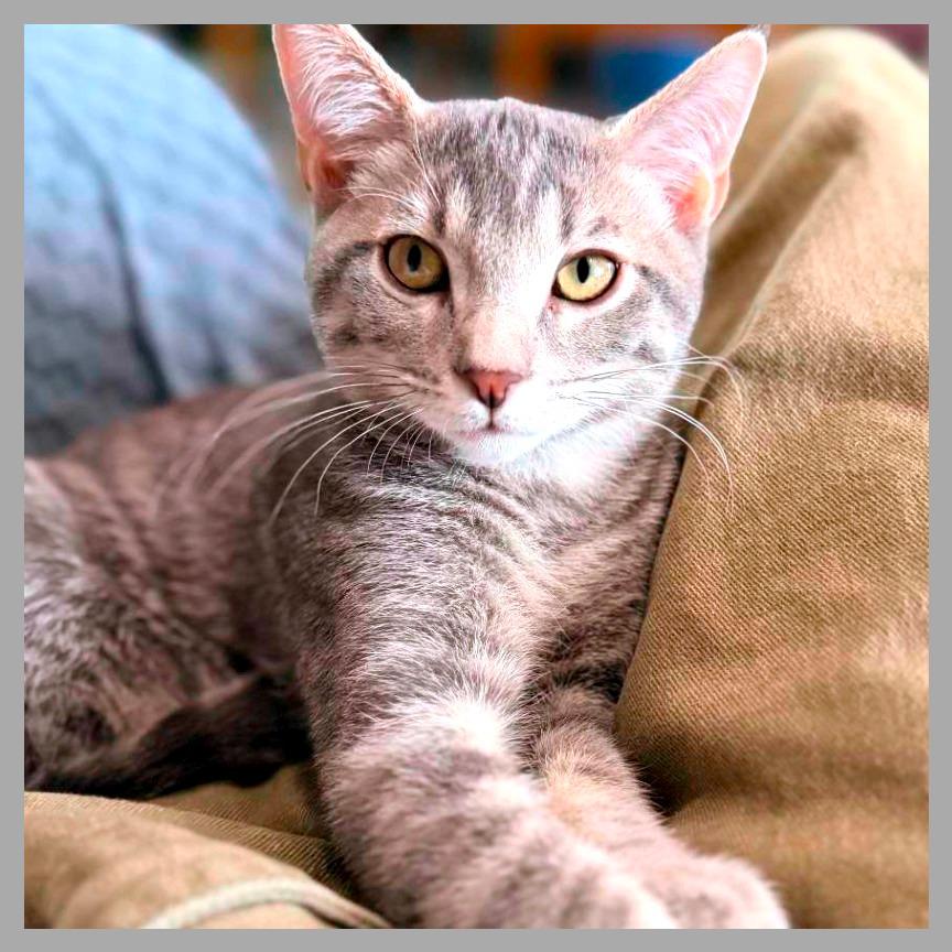 Oaxaca, a Adoptable Domestic Short Hair in Laramie, WY image 4/6