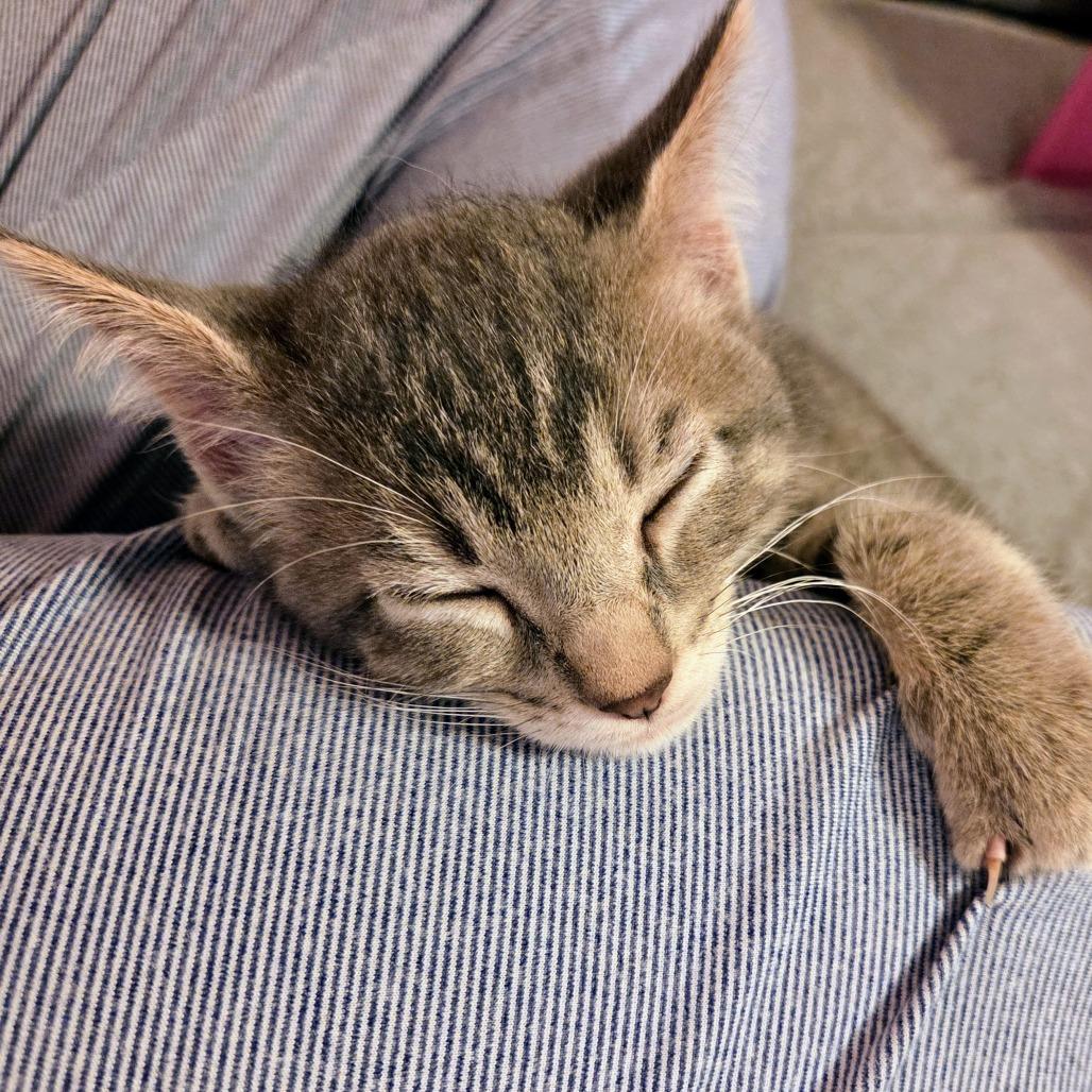 Oaxaca, a Adoptable Domestic Short Hair in Laramie, WY image 5/6