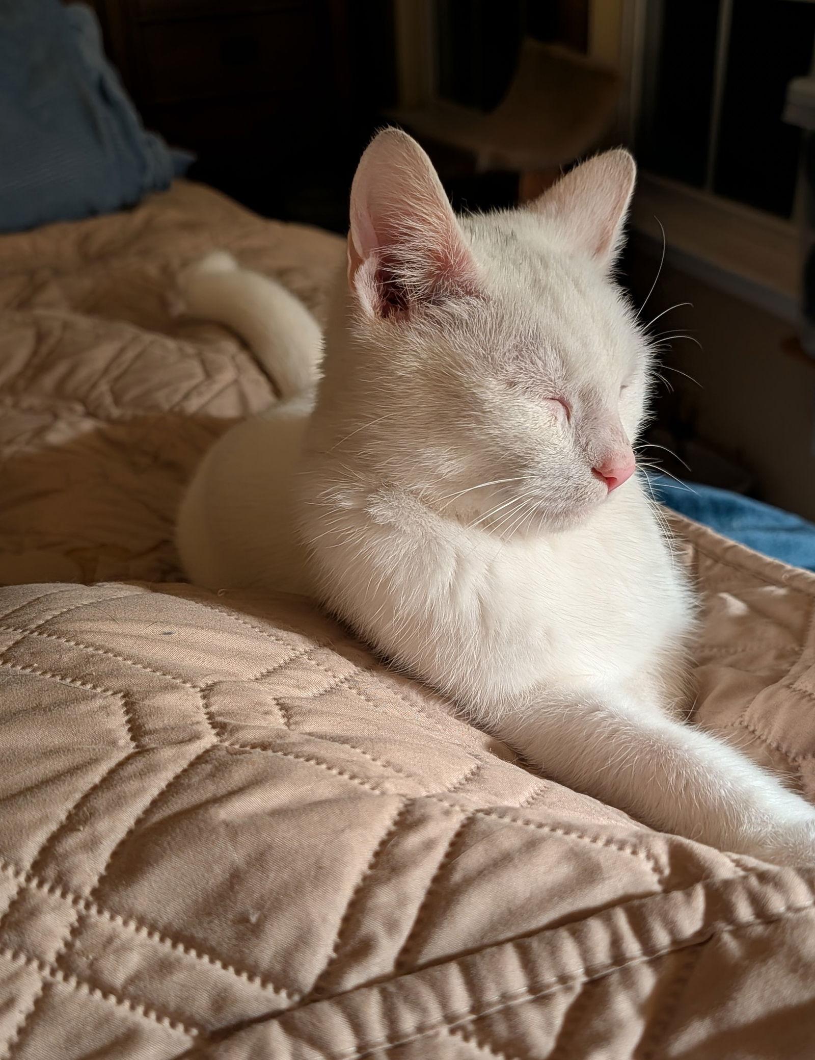 Enlarge Lily von Schneeflocke, a Adoptable Domestic Short Hair in Cary, NC image 2/3