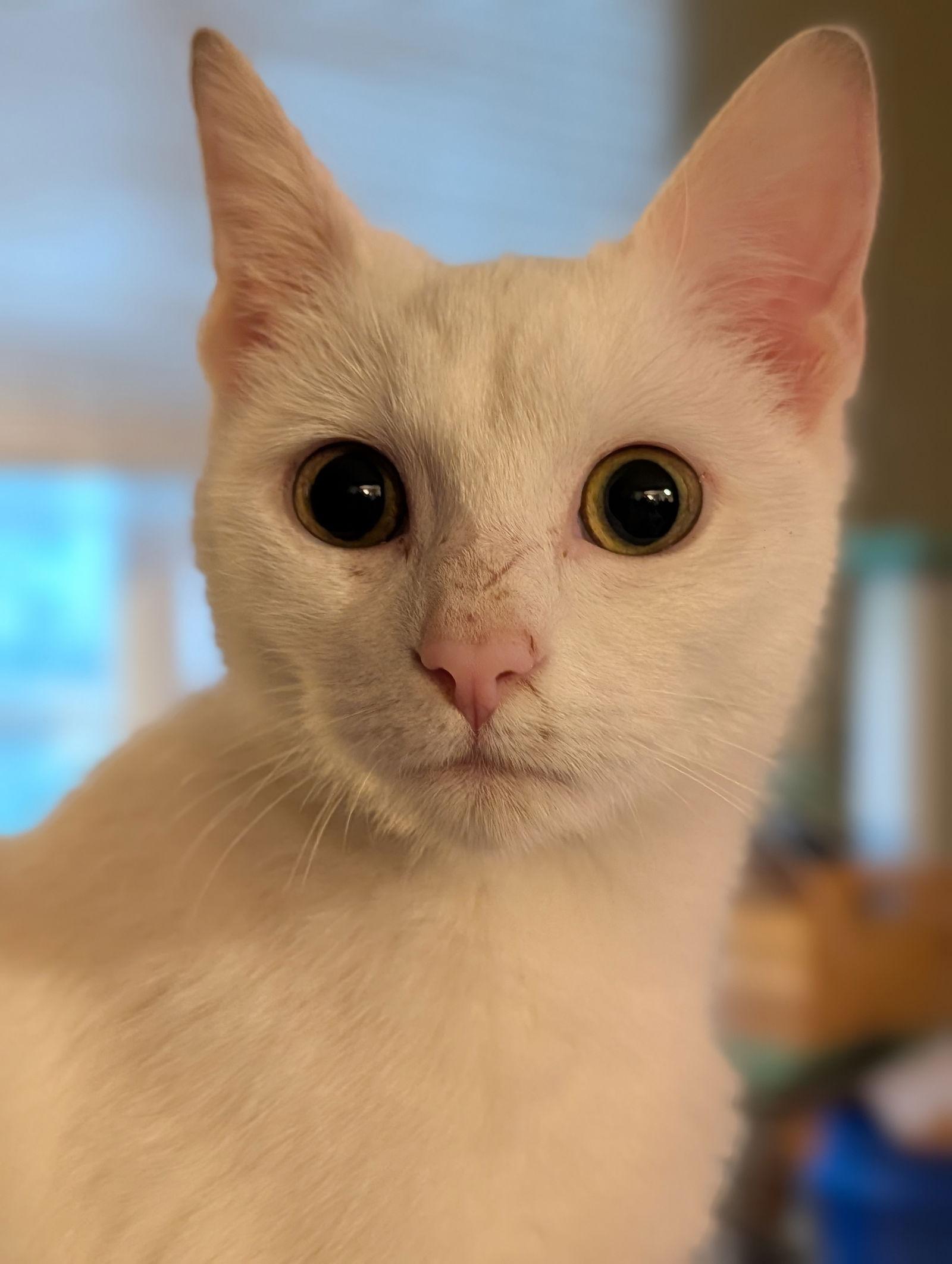 Enlarge Lily von Schneeflocke, a Adoptable Domestic Short Hair in Cary, NC image 3/3