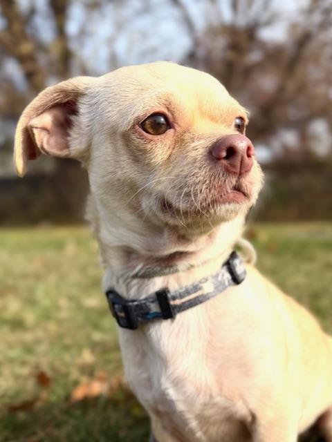 Flint, a Adoptable mixed breed in Madison Heights, MI image 1/4