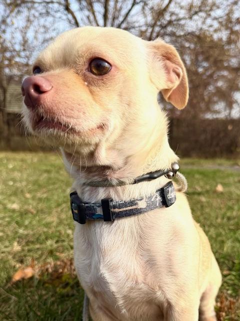 Flint, a Adoptable mixed breed in Madison Heights, MI image 2/4