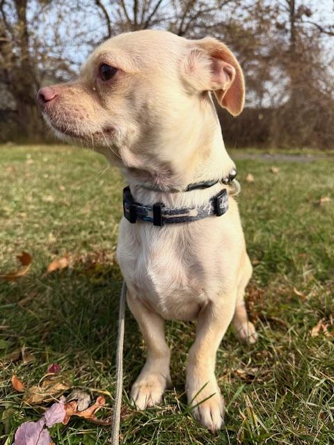 Flint, a Adoptable mixed breed in Madison Heights, MI image 3/4