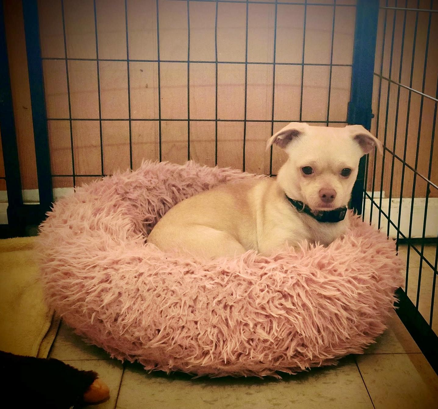 Enlarge Flint, a Adoptable mixed breed in Madison Heights, MI image 5/5