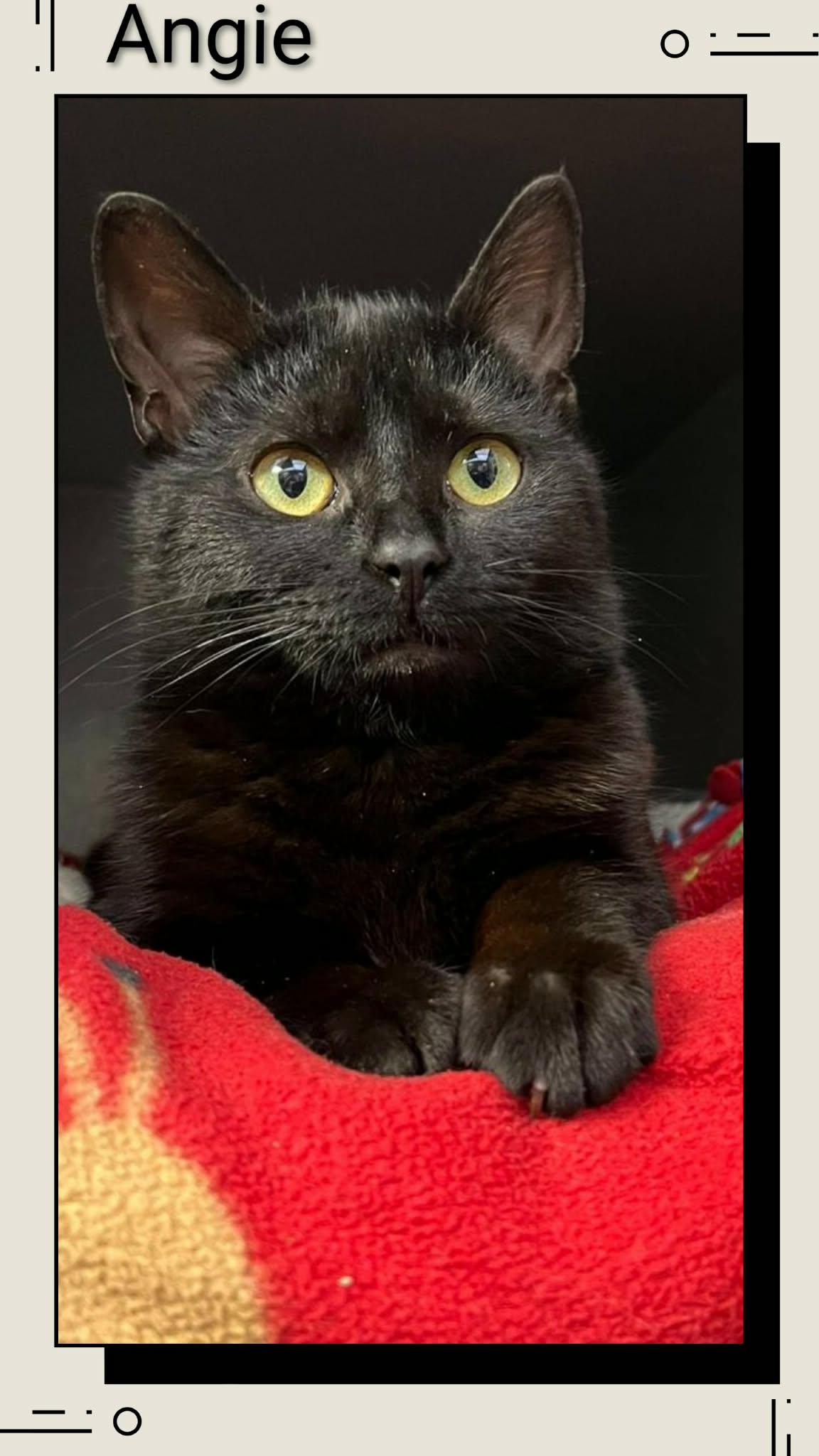 Enlarge Angie, a Adopted Domestic Short Hair in Caistor Centre, ON image 1/1