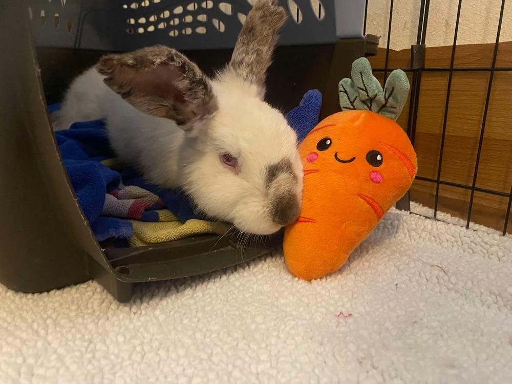 Pickles, a Adoptable Californian in Melbourne, FL image 1/5