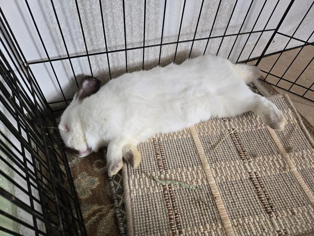 Pickles, a Adoptable Californian in Melbourne, FL image 2/5