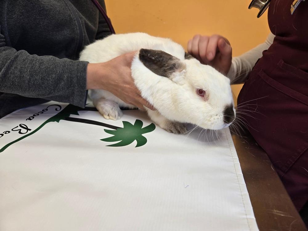 Pickles, a Adoptable Californian in Melbourne, FL image 3/5