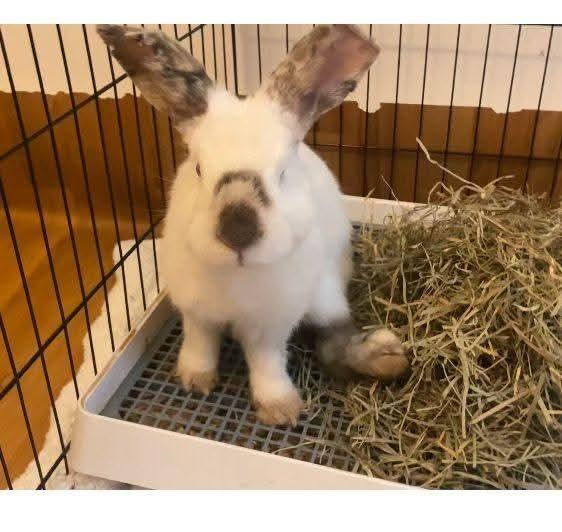 Pickles, a Adoptable Californian in Melbourne, FL image 5/5
