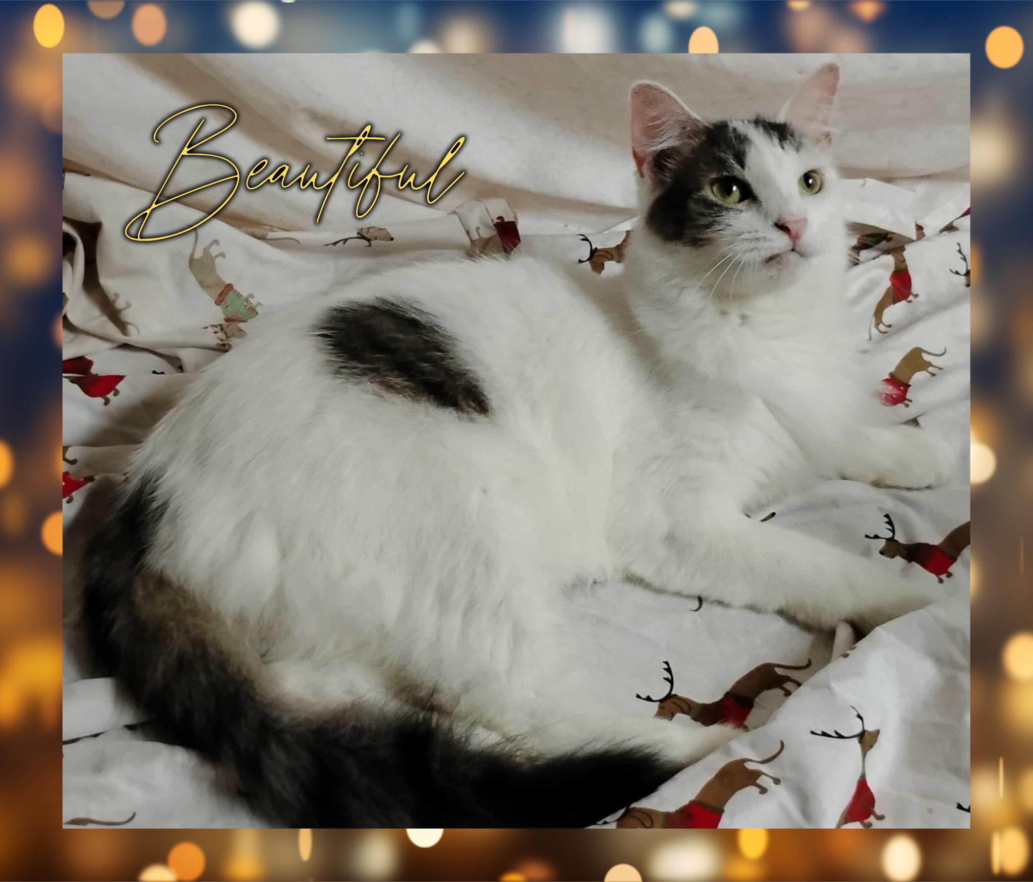 Clarissa, Adoptable, Adult Female Domestic Long Hair.