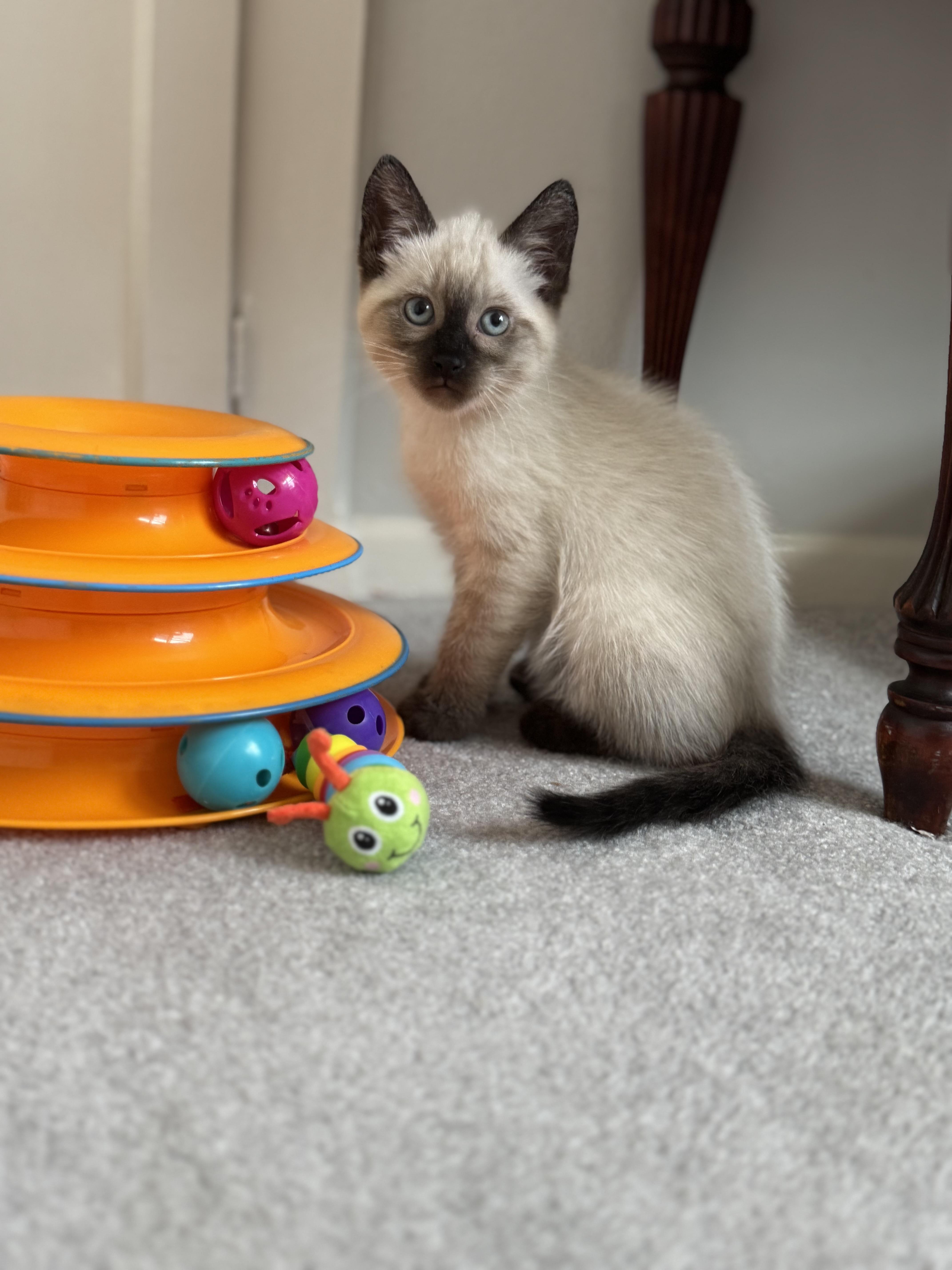 Enlarge Napoleon, an adopted Siamese in Helendale, CA image 1/3