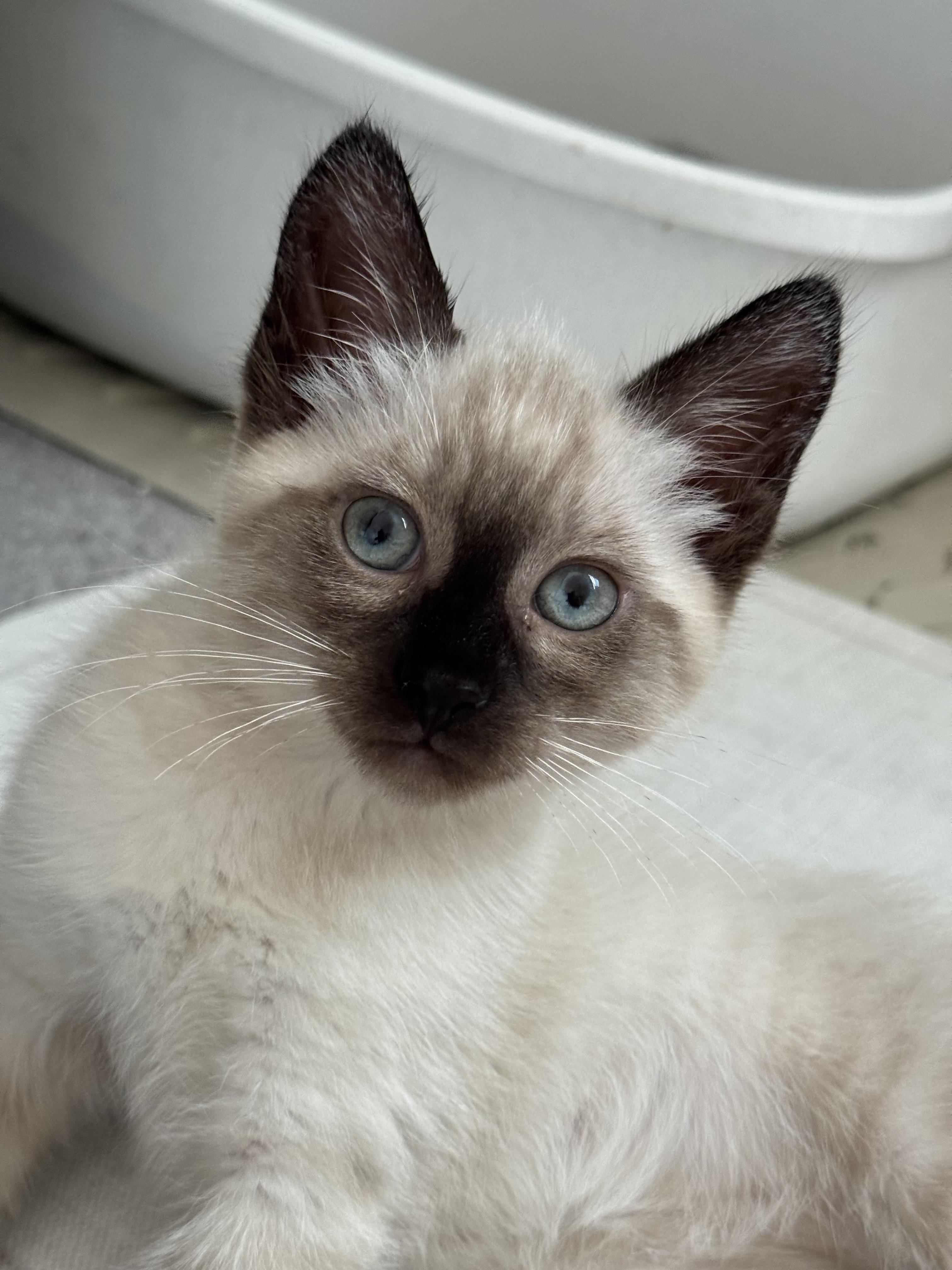 Enlarge Napoleon, an adopted Siamese in Helendale, CA image 2/3