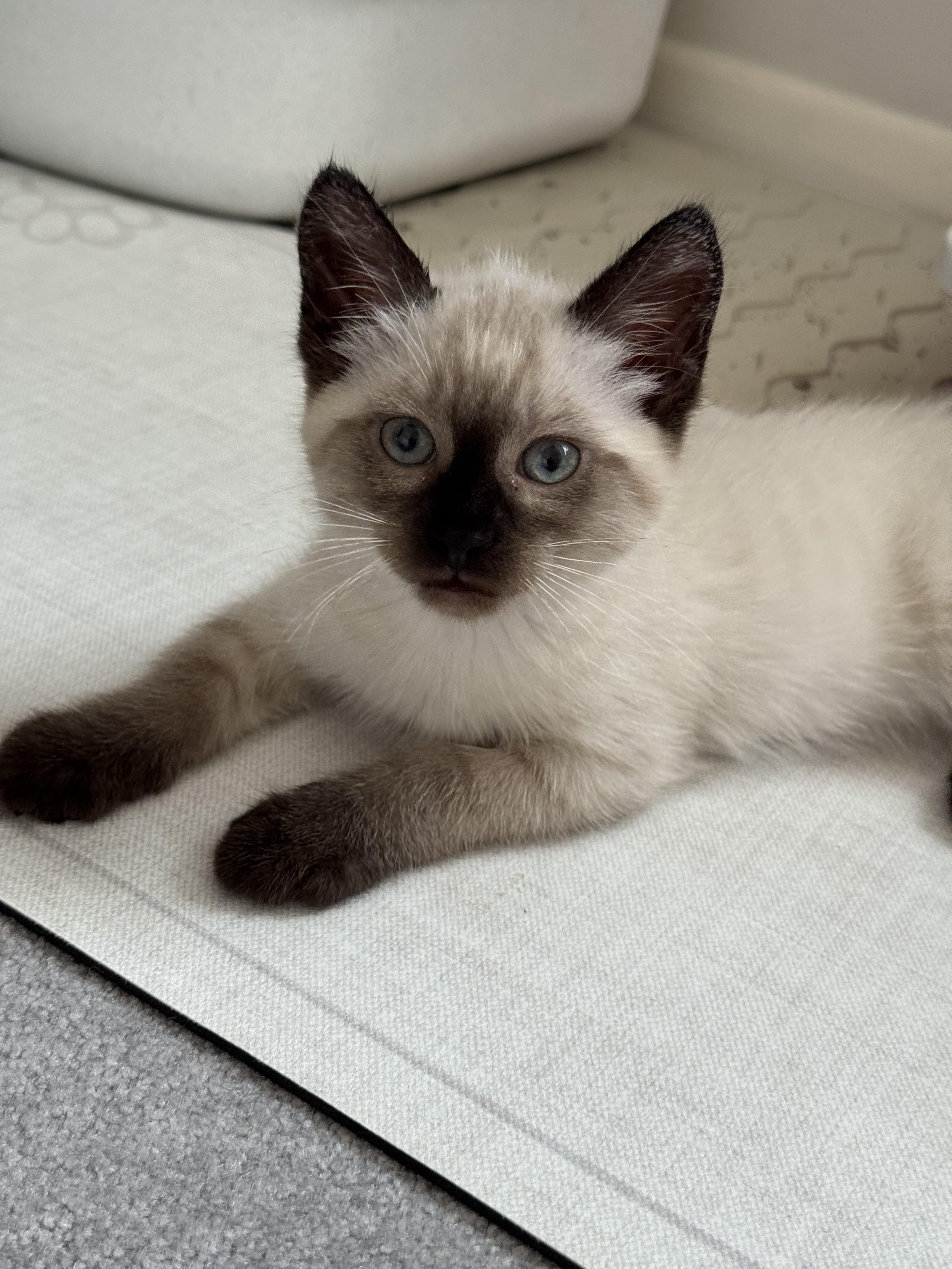 Enlarge Napoleon, an adopted Siamese in Helendale, CA image 3/3
