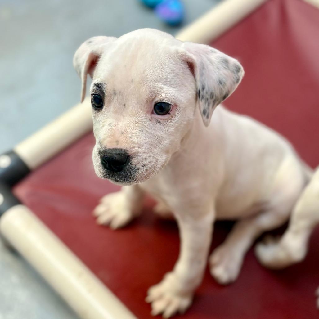 Enlarge Nanny Nugget, a Adoptable mixed breed in New Fairfield, CT image 1/5
