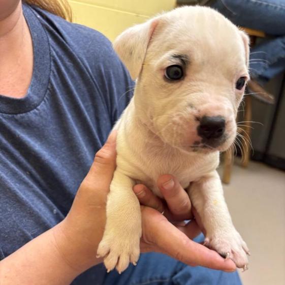 Enlarge Nanny Nugget, a Adoptable mixed breed in New Fairfield, CT image 2/5
