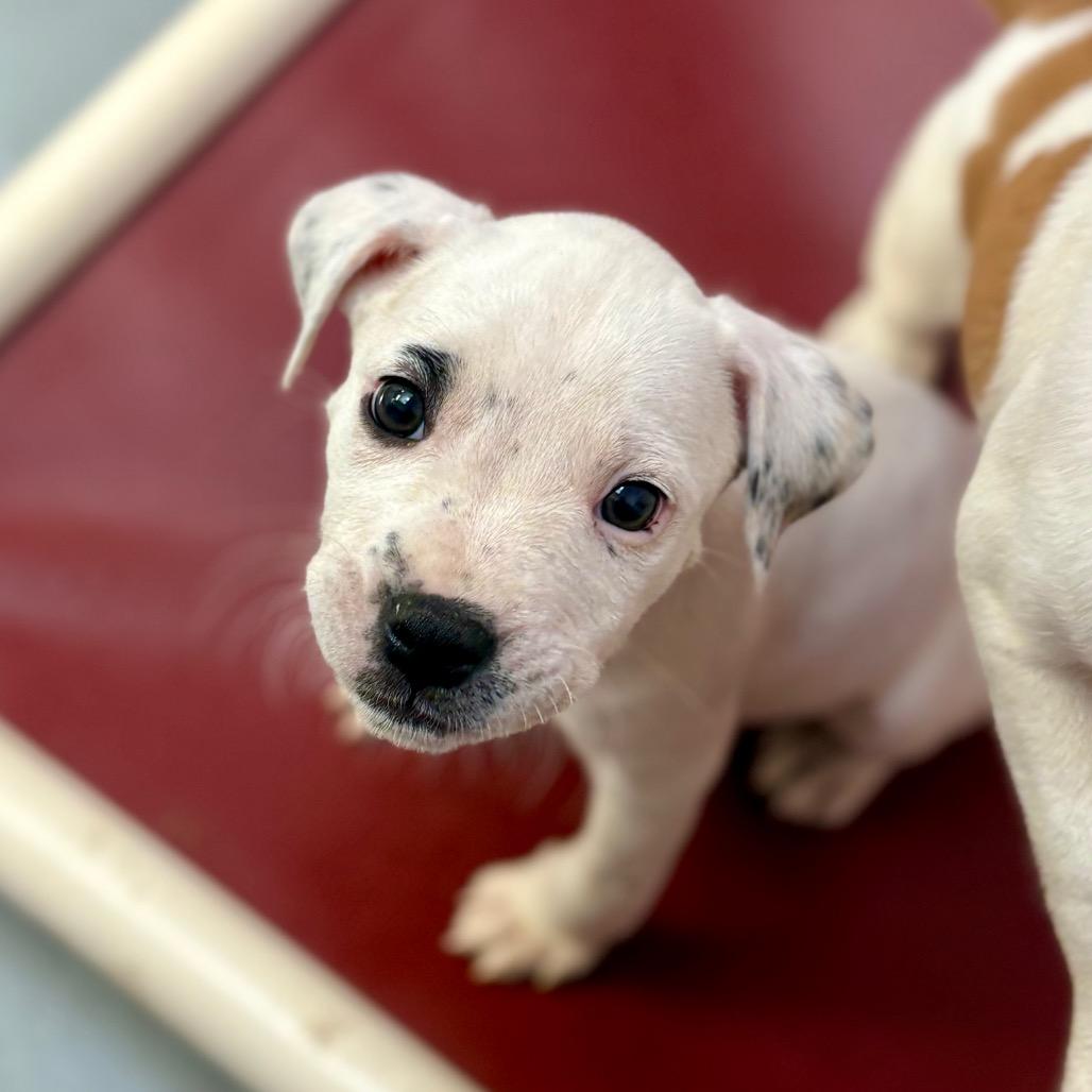 Enlarge Nanny Nugget, a Adoptable mixed breed in New Fairfield, CT image 3/5