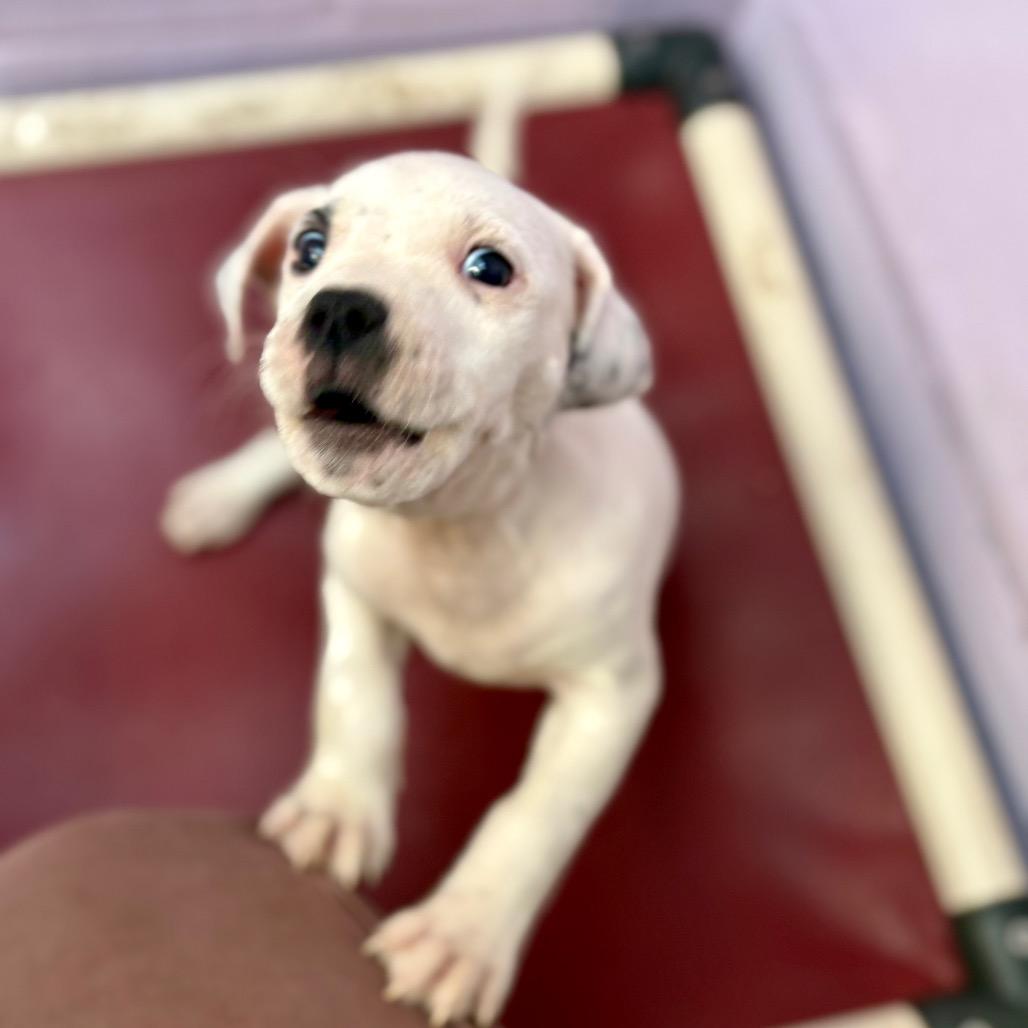 Enlarge Nanny Nugget, a Adoptable mixed breed in New Fairfield, CT image 4/5