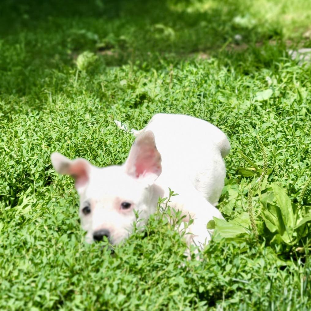 Enlarge Nanny Nugget, a Adoptable mixed breed in New Fairfield, CT image 5/5