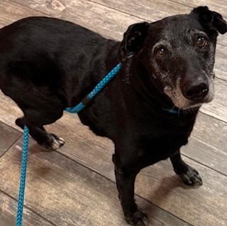 Enlarge Doc Yrly 157, a Adoptable mixed breed in Sidney, OH image 1/3